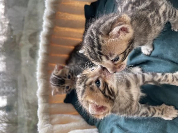 Vendita adorabili cuccioli di bengala