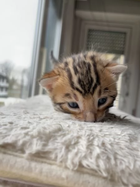 Vendita adorabili cuccioli di bengala | Foto 4