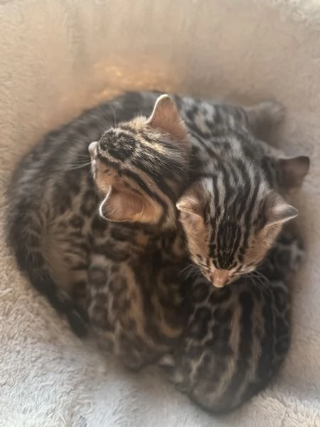 Vendita adorabili cuccioli di bengala | Foto 3