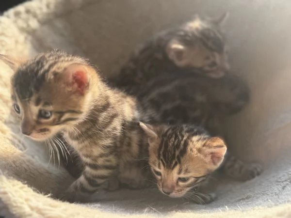Vendita adorabili cuccioli di bengala | Foto 2
