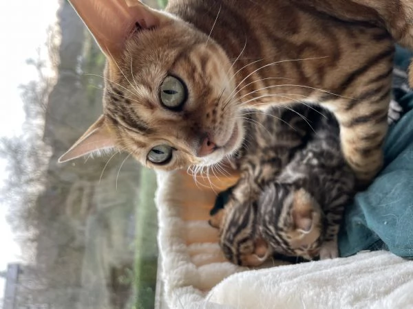 Vendita adorabili cuccioli di bengala | Foto 1