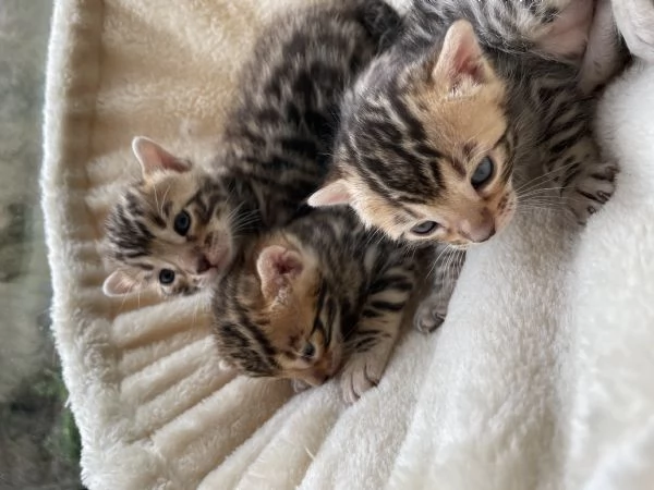 Vendita adorabili cuccioli di bengala | Foto 0