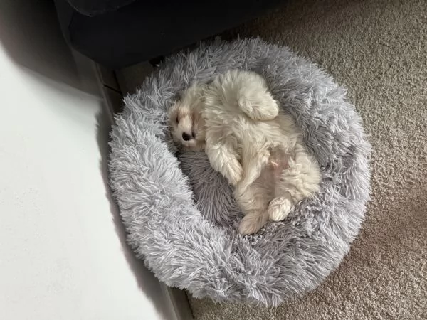 Maltese maschio | Foto 1