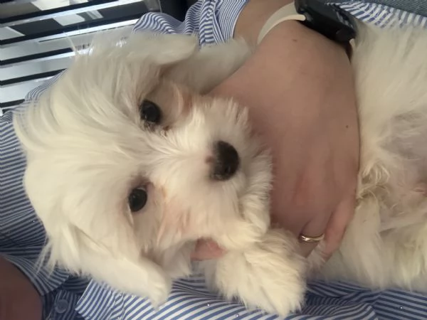 Maltese maschio | Foto 0