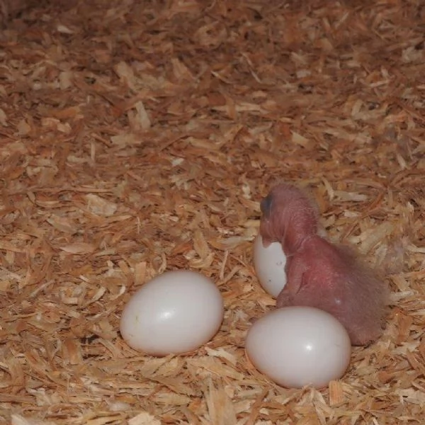 Pappagalli e uova di pappagallo 