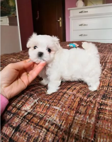 Cuccioli di maltese bianchi | Foto 0