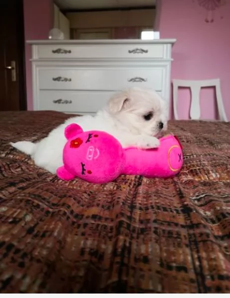 Cuccioli di maltese bianchi