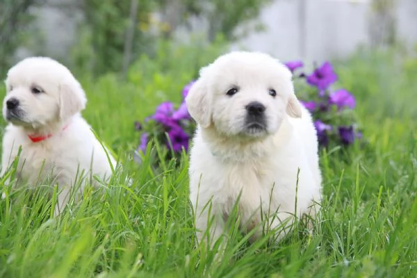 Cucciole di Golden retriever di circa 3 mesi | Foto 0