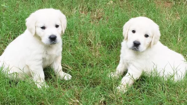 Meravigliosi cuccioli di Golden retriever