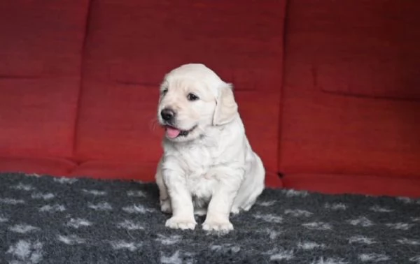 Meravigliosi cuccioli di Golden retriever | Foto 0