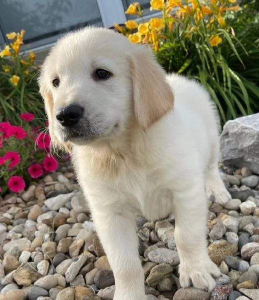 Cuccioli di golden retriever Bianchi | Foto 0