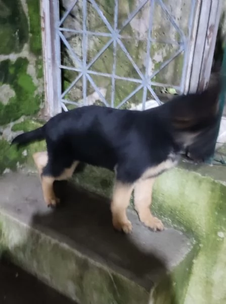 Cucciolo di pastore tedesco