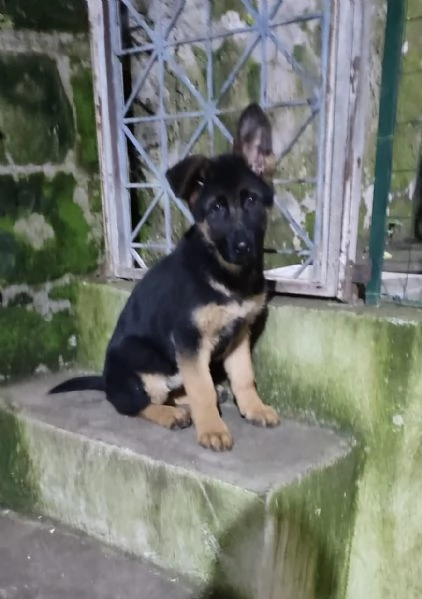 Cucciolo di pastore tedesco | Foto 3