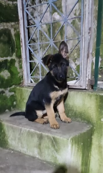 Cucciolo di pastore tedesco | Foto 2