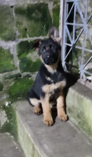 Cucciolo di pastore tedesco | Foto 1