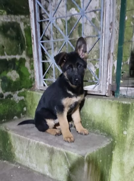 Cucciolo di pastore tedesco | Foto 0