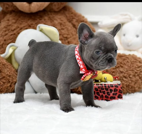 Adorabili bulldog francesi