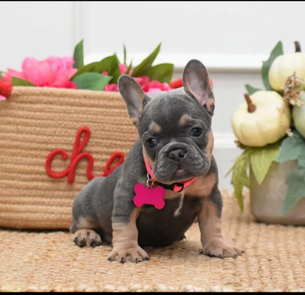 Adorabili bulldog francesi | Foto 0