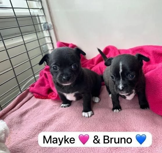 regalare i nostri cuccioli di Chihuahua maschi e femmine