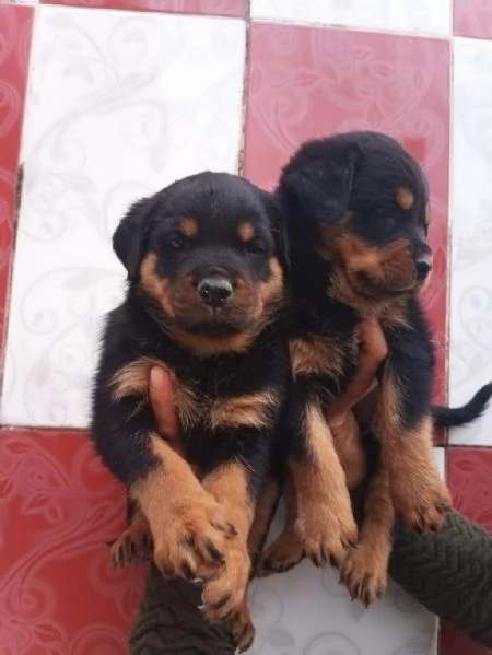 Regaliamo i nostri cuccioli di Rottweiler maschi e femmine | Foto 0
