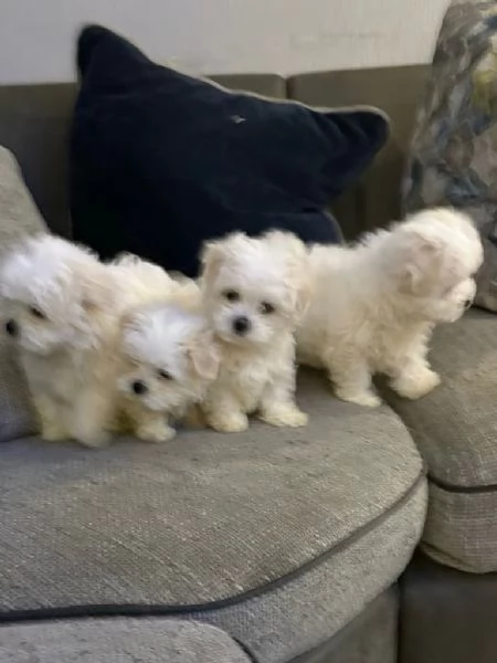 Cuccioli di maltese mini toy