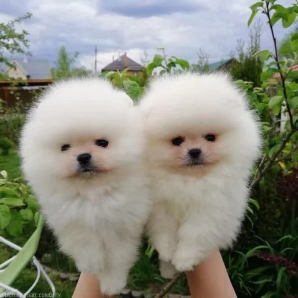 Fantastici cuccioli di Pomerania disponibili | Foto 0