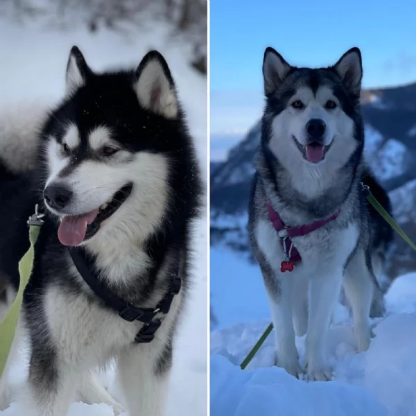 Alaskan malamute