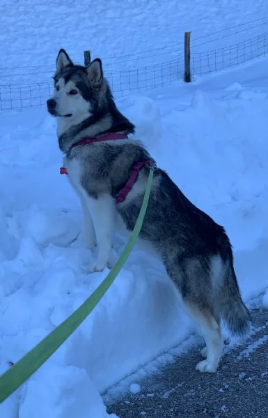 Alaskan malamute | Foto 4