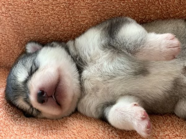 Alaskan malamute | Foto 3