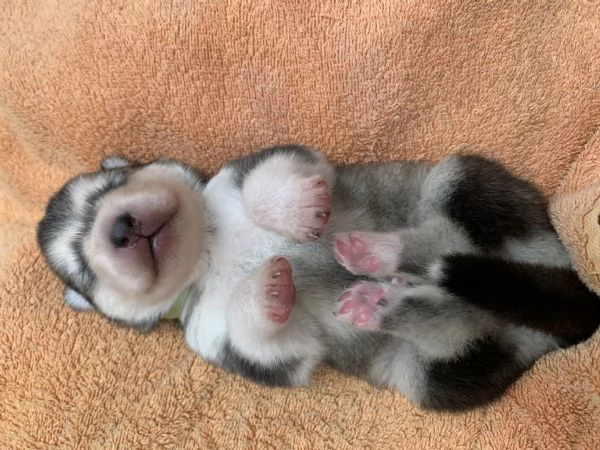 Alaskan malamute | Foto 2