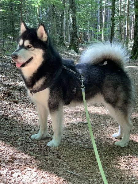 Alaskan malamute | Foto 1