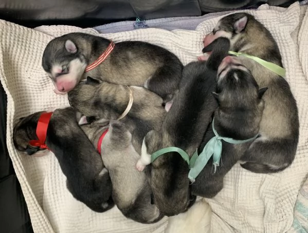 Alaskan malamute | Foto 0