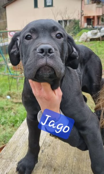 Cuccioli di Cane Corso | Foto 6