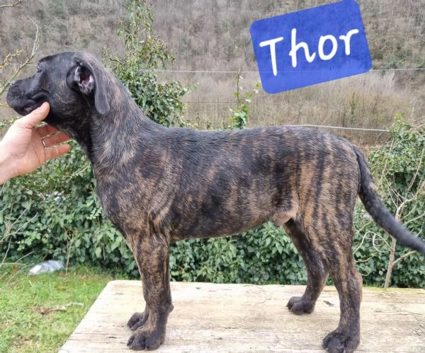 Cuccioli di Cane Corso | Foto 4