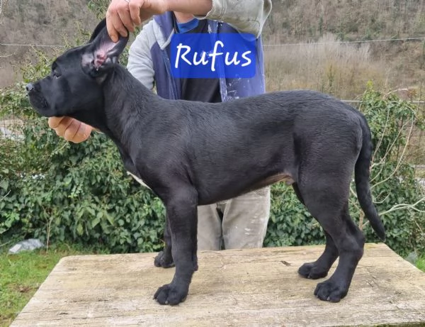 Cuccioli di Cane Corso | Foto 3