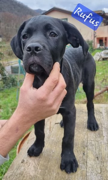 Cuccioli di Cane Corso | Foto 2