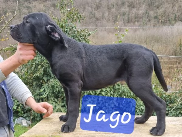 Cuccioli di Cane Corso | Foto 1