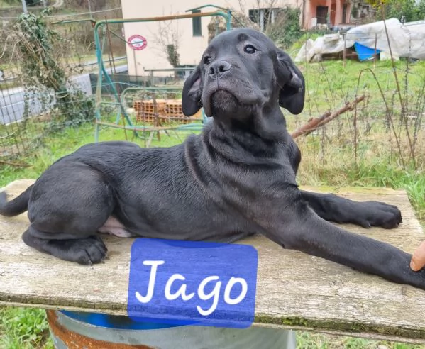 Cuccioli di Cane Corso | Foto 0