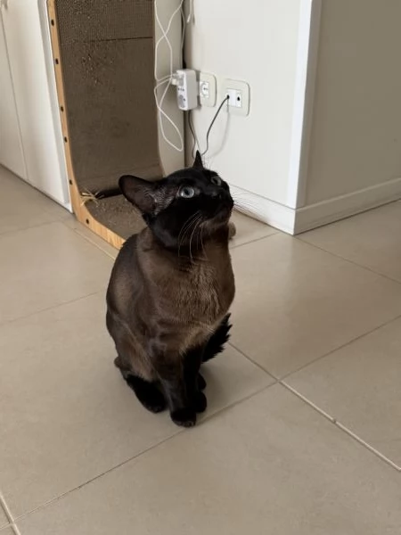 GATTO SIAMESE MASCHIO DI 2 ANNI