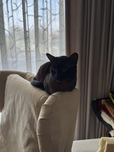 GATTO SIAMESE MASCHIO DI 2 ANNI | Foto 3