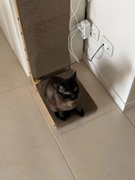 GATTO SIAMESE MASCHIO DI 2 ANNI | Foto 2