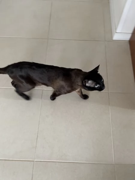 GATTO SIAMESE MASCHIO DI 2 ANNI | Foto 1