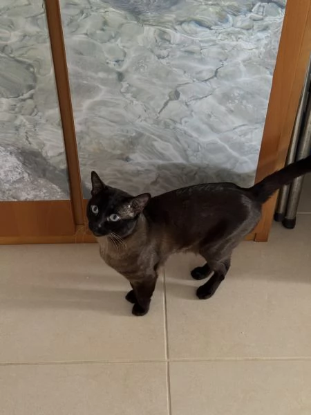 GATTO SIAMESE MASCHIO DI 2 ANNI | Foto 0