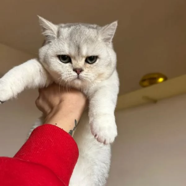 Cucciolo femmina Scottish Straight | Foto 3