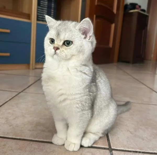 Cucciolo femmina Scottish Straight | Foto 0