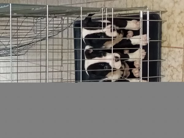 Amstaff cucciole con pedigree 