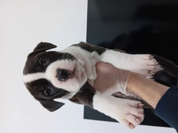 Amstaff cucciole con pedigree  | Foto 2