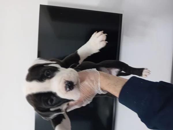 Amstaff cucciole con pedigree  | Foto 1