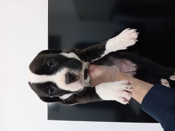 Amstaff cucciole con pedigree  | Foto 0