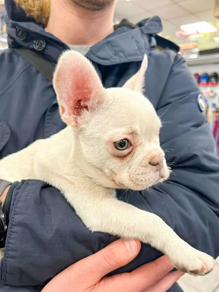 Bulldog francese